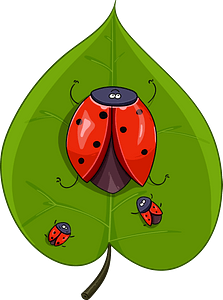 Ladybugs on a leaf