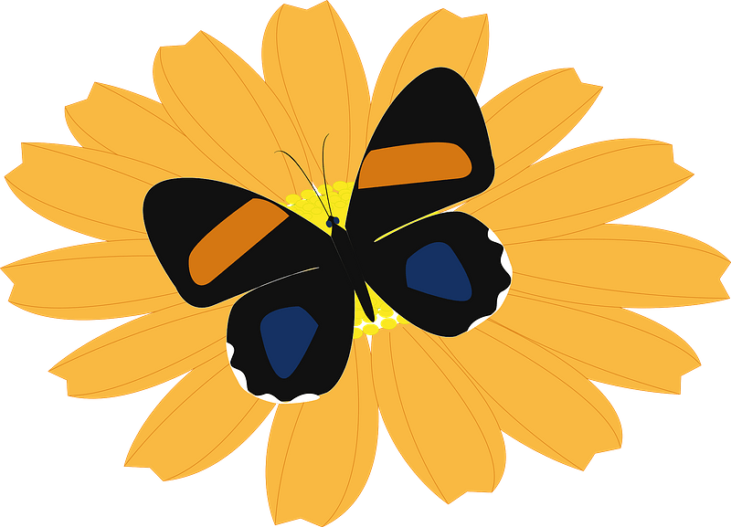 Butterfly on a flower