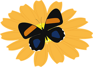 Butterfly on a flower