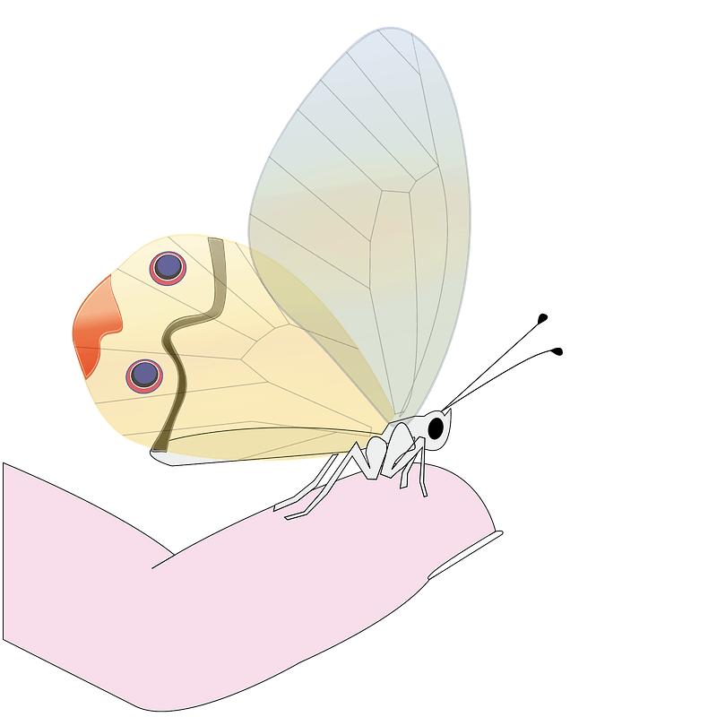 Butterfly on a finger
