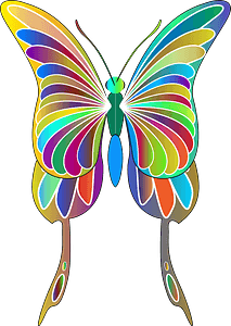 Colorful butterfly