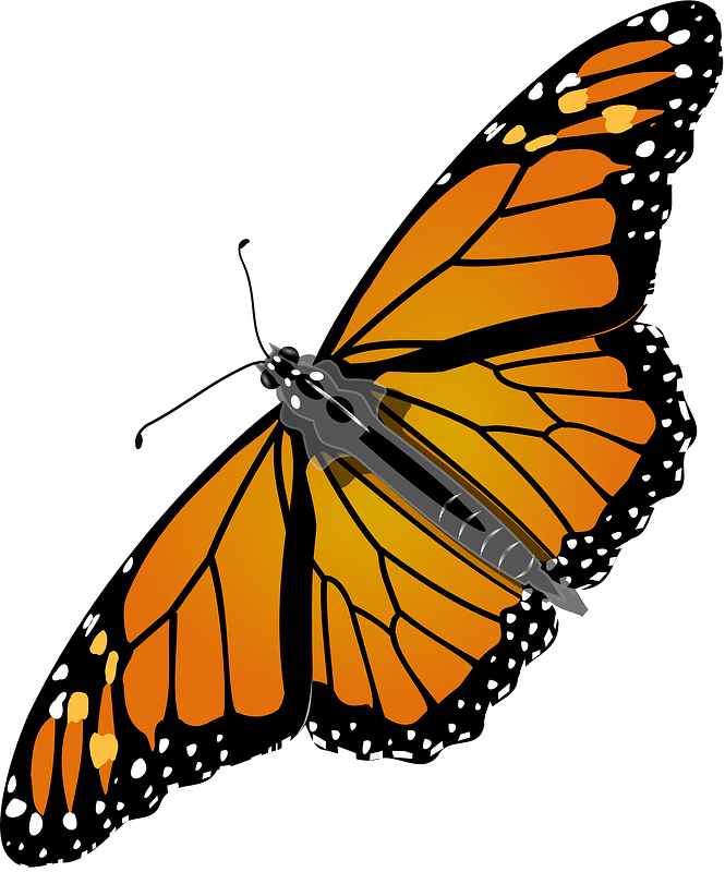 Realistic Monarch Butterfly