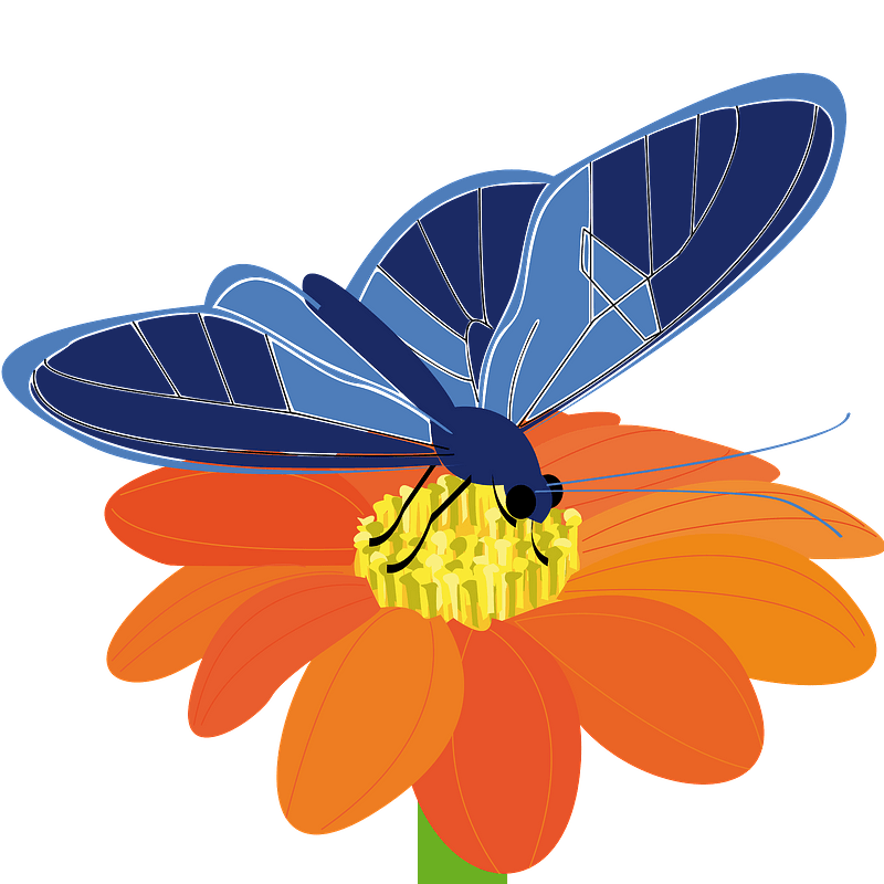 Butterfly on a flower