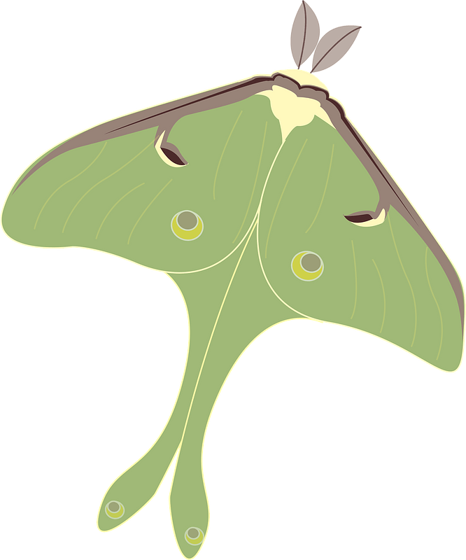 Luna moth