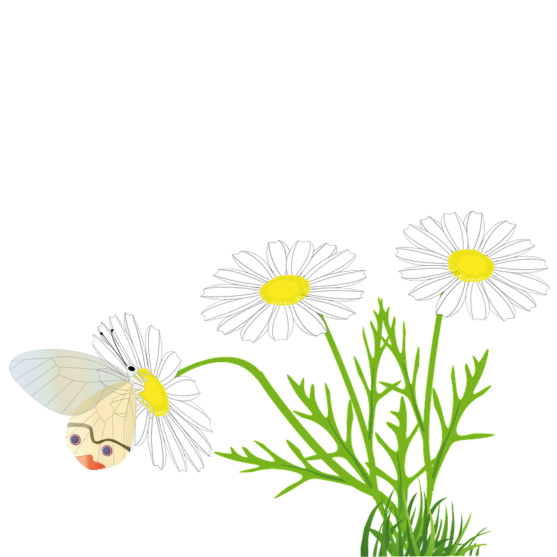 Butterfly on a daisy