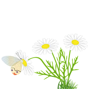 Butterfly on a daisy