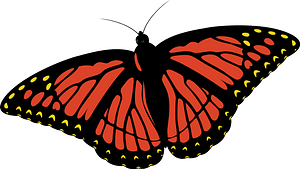 Realistic Monarch Butterfly