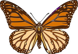 Brown butterfly