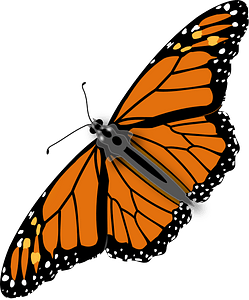 Monarch butterfly
