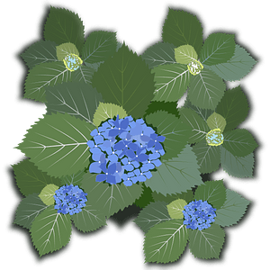 Blue Hydrangea Flowers