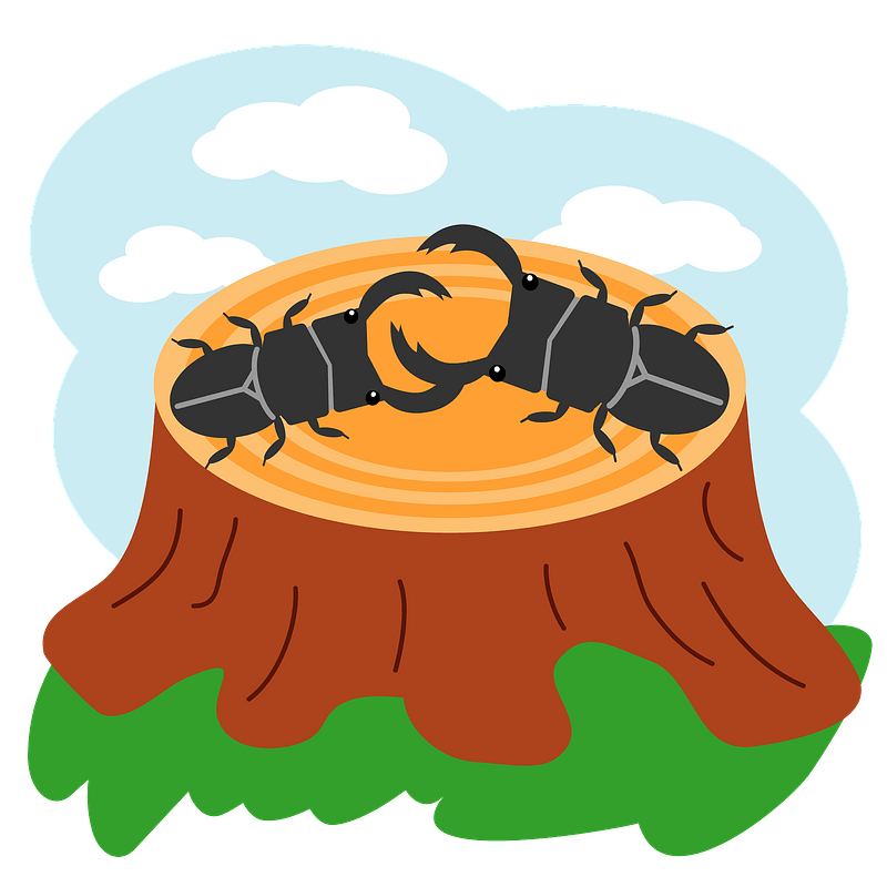 Stag Beetles on a Tree Stump