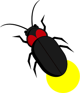 Firefly Insect