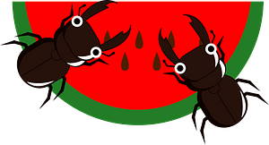 Stag Beetle Insect are Crawling on a Watermelon