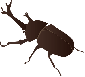 Japanese Rhinoceros Beetle