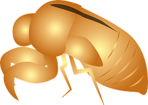Cicadas Shell