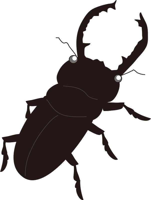 Stag Beetle Insect