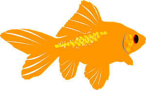 Goldfish