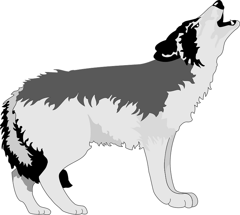 Wolf howling at the moon