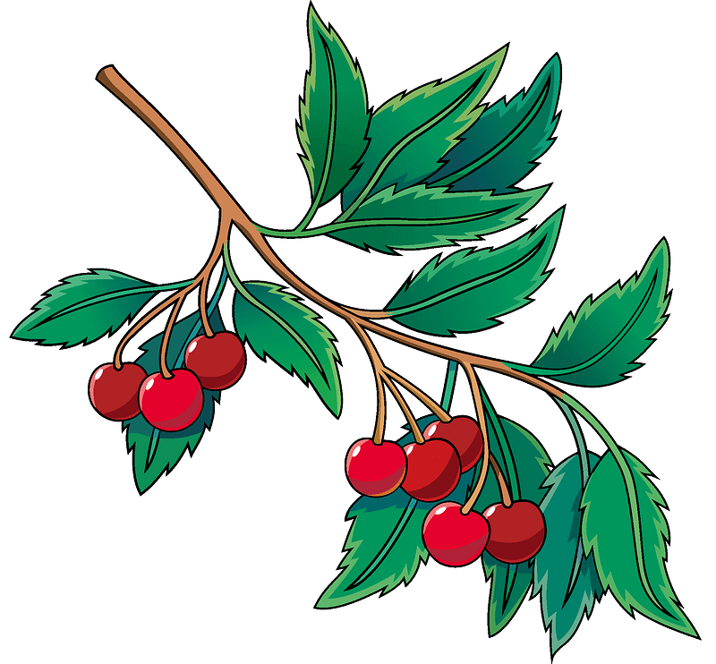 Cherry