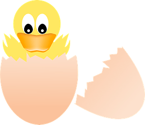 Baby duck hatching