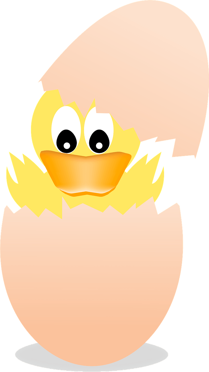 Baby duck hatching