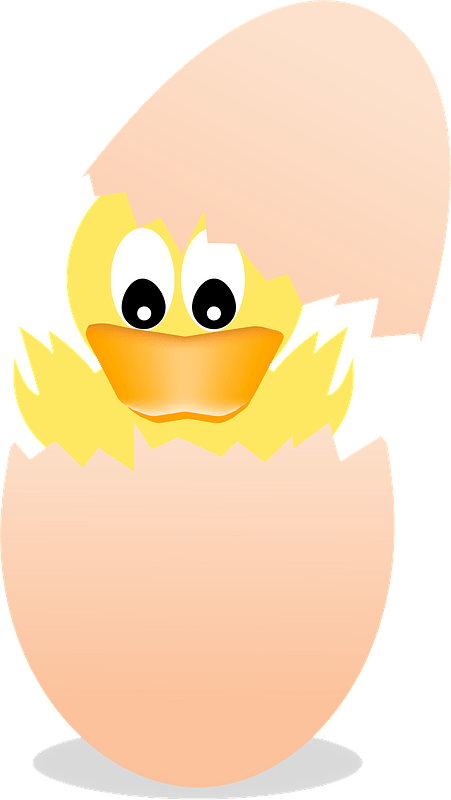 Baby duck hatching