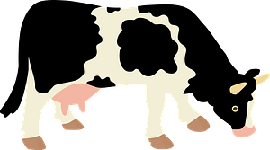 Cow