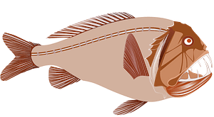 Shorthorn fangtooth