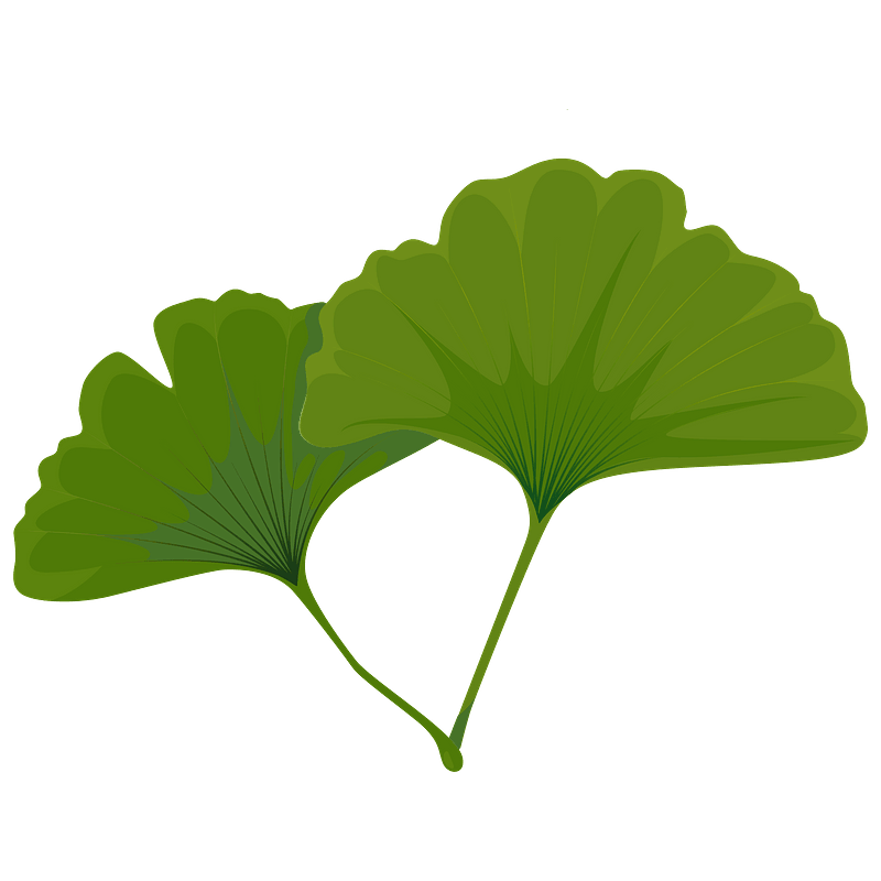 Maidenhair tree green leaf