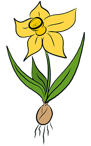 Daffodil with bulb