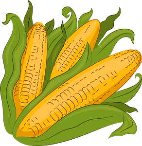 Corn