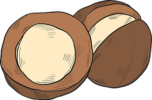 Macadamia