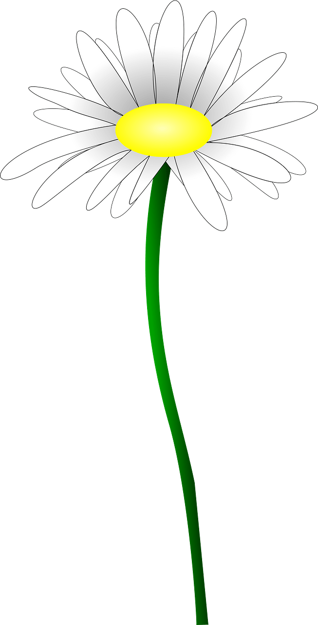 White wildflowers