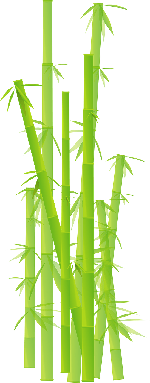Bambu