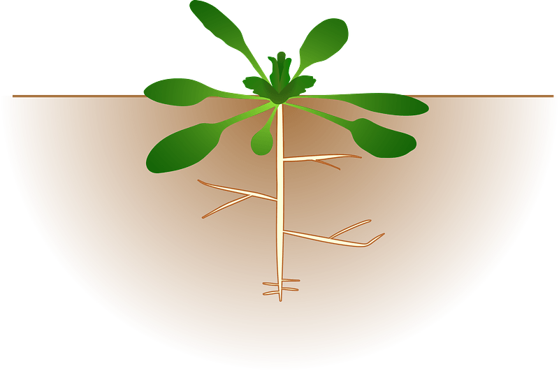 Growing Plant - picture of growth below and above ground level