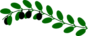 Olive Branch
