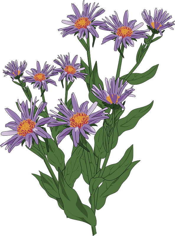 Purple Asters Bouquet