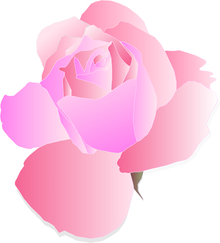 Pink Rose