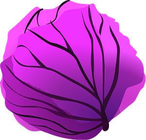 Red Cabbage