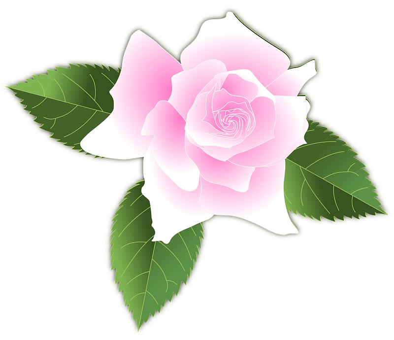 Pink Rose