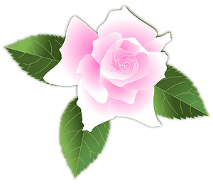 Pink Rose
