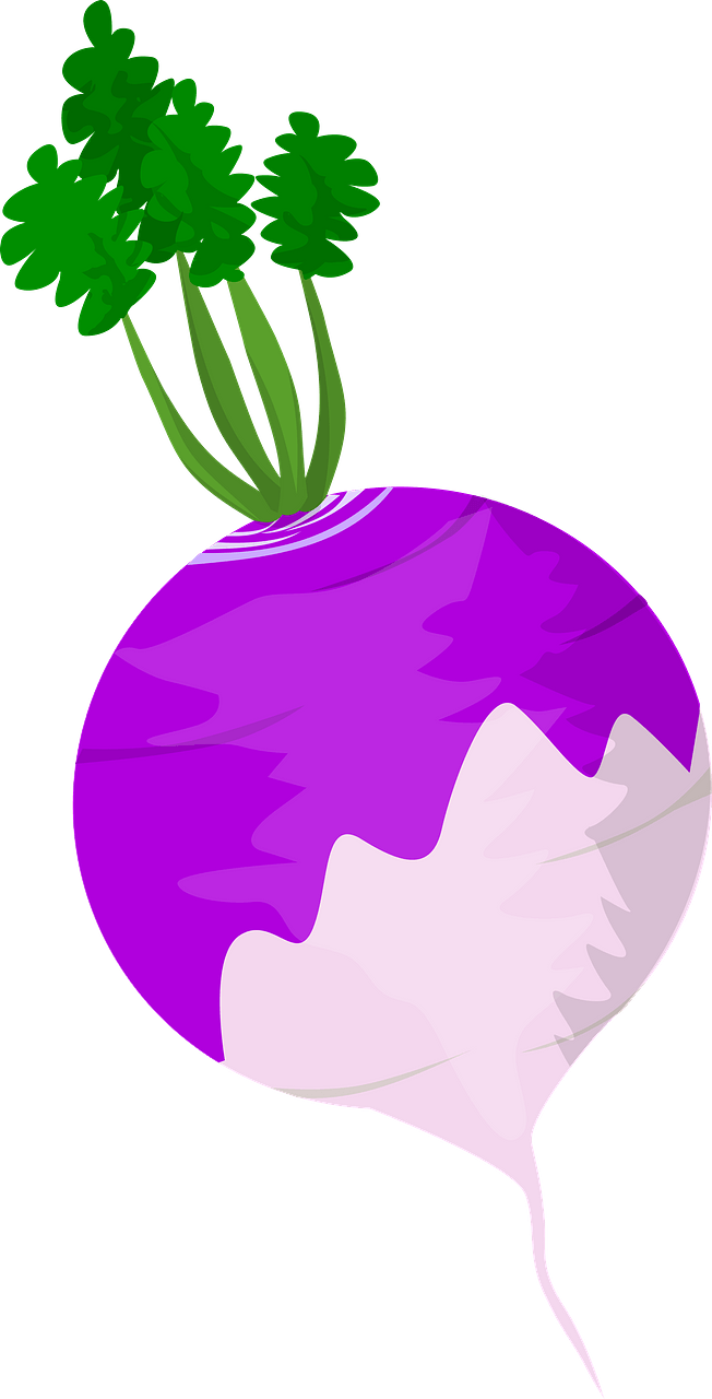 Turnip (Vegetable)