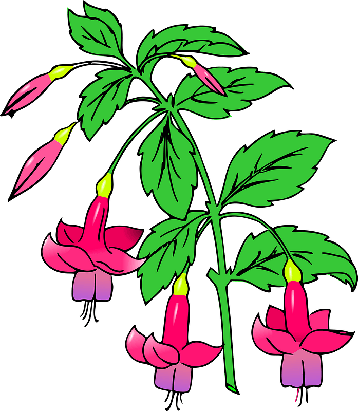 Flowering Plant with Pink Flowers