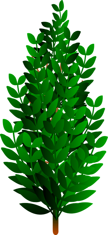 Bush