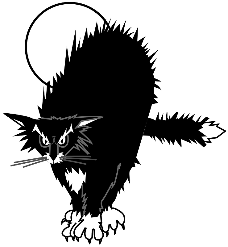 Black Cat with Hackles Raised