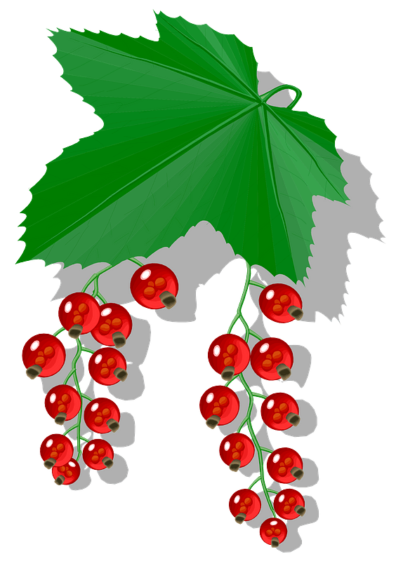 Red Berries and Leaves