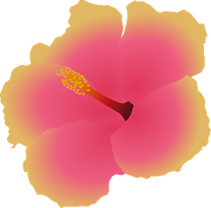 Pink and Gold Hibiscus