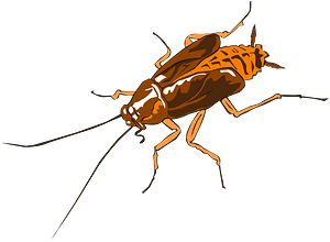 Cockroach