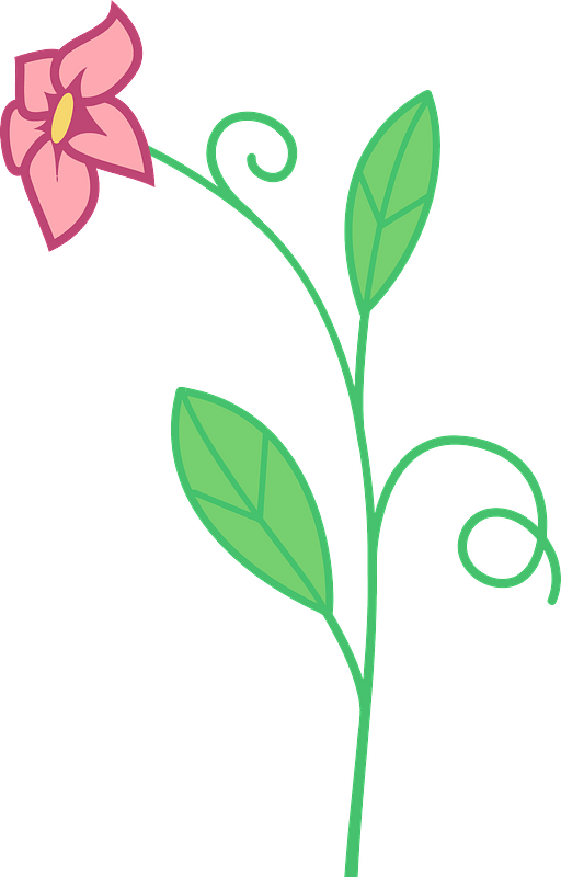 Pink Flower on the Stem