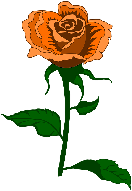 Orange Rose on the Stem